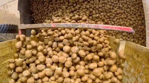 馬鈴薯采摘后要嚴格把控溫濕度 優質原材料才能制作出好產品