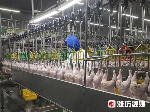 對外注冊量 濰坊食品 闖 世界